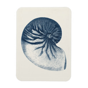 Indigo Shark Eye Seashell Magnet
