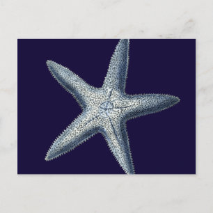 Indigo Shells IV Postcard