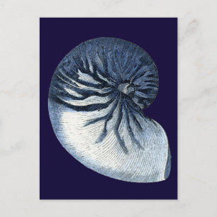 Indigo Shells VII Postcard