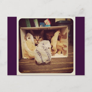 Indigo's Secret Hideout Postcard