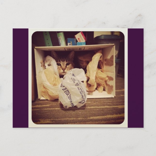 Indigo's Secret Hideout Postcard (Front)