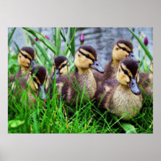 Individual Effects Birds 11 Blurred Poster