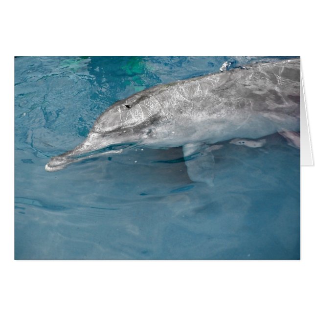 Indo Pacific Wild Dolphin (Front Horizontal)