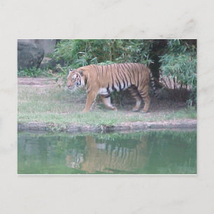 "Indochinese Tiger" Postcard