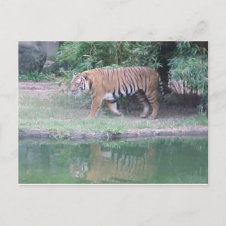 "Indochinese Tiger" Postcard