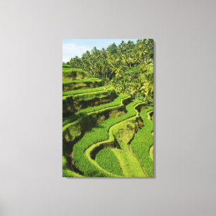 Indonesia, Bali Rice Paddies Canvas Print