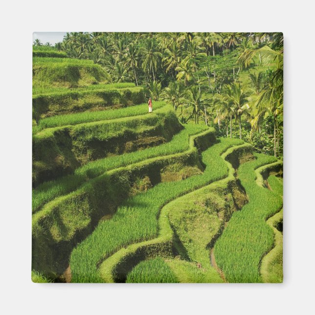 Indonesia, Bali | Rice Paddies Magnet (Front)