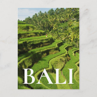 Indonesia, Bali | Rice Paddies Postcard