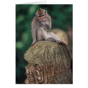 Indonesia, Bali, Ubud, Long-tailed Macaque