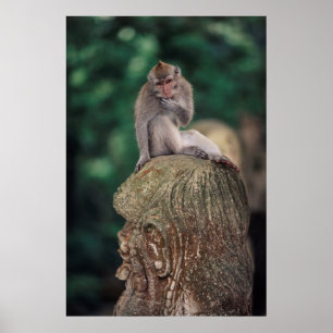Indonesia, Bali, Ubud, Long-tailed Macaque 2 Poster