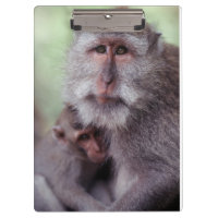 Indonesia, Bali, Ubud, Long-tailed Macaque