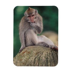 Indonesia, Bali, Ubud, Long-tailed Macaque Magnet