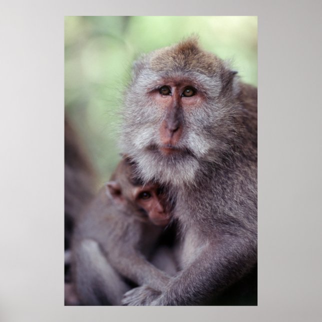 Indonesia, Bali, Ubud, Long-tailed Macaque Poster (Front)