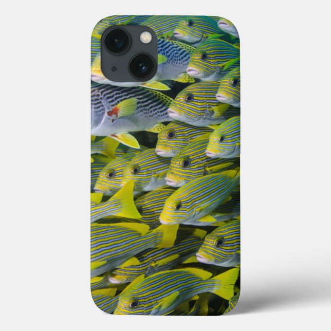 Indonesia. Schooling Fish Case-Mate iPhone Case (Back)