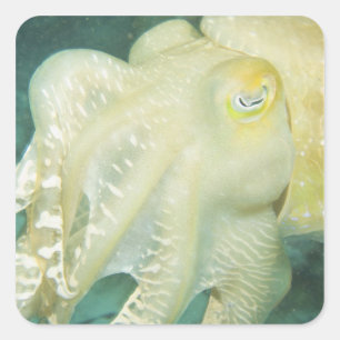 Indonesia, South Sulawesi Province, Wakatobi Square Sticker