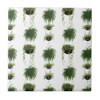 Indoor Oasis | Hanging Baskets