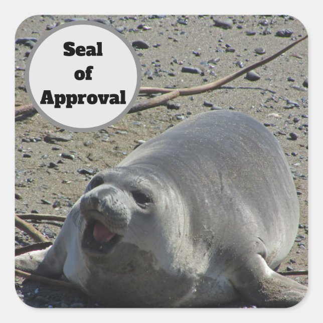 Inexpensive Seal of Approval Elephant Seal Photo (Front)