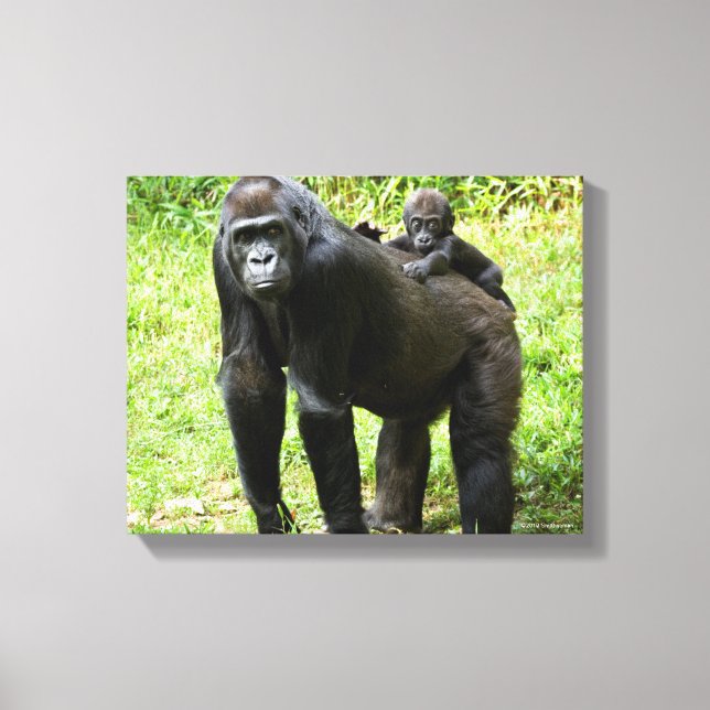 Infant Lowland Gorilla on Mother's Back Canvas Print (Front)