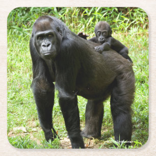 Infant Lowland Gorilla on Mother's Back Square Paper Coaster