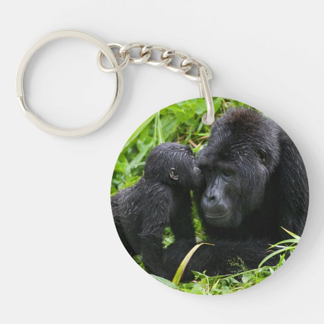 Infant Mountain Gorilla Kisses Silverback (Devant)