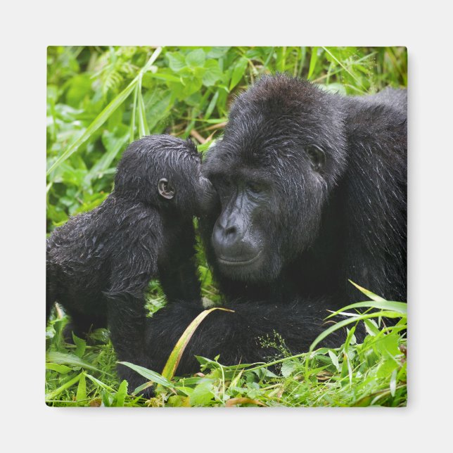 Infant Mountain Gorilla Kisses Silverback Gorilla Magnet (Front)