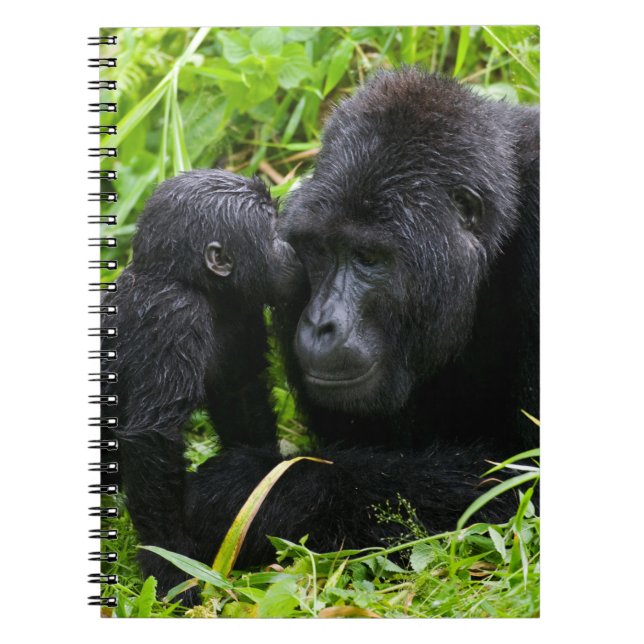 Infant Mountain Gorilla Kisses Silverback Gorilla Notebook (Front)