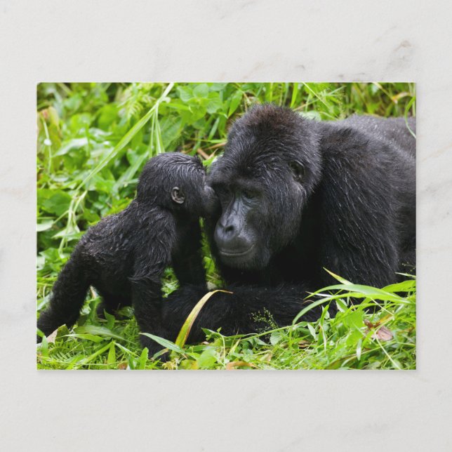 Infant Mountain Gorilla Kisses Silverback Gorilla Postcard (Front)