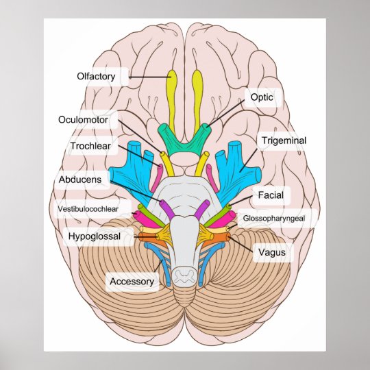 Inferior View of Cranial Nerves in the Human Brain Poster | Zazzle.ca