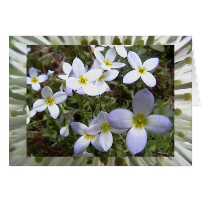 infinite meadows (Front Horizontal)