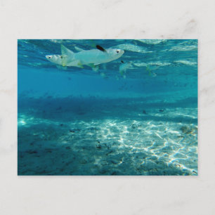 Infinity Blue Postcard