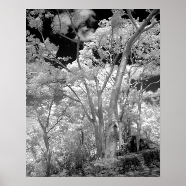 Infra red of trees buildings and trails in Las 2 Poster (Front)