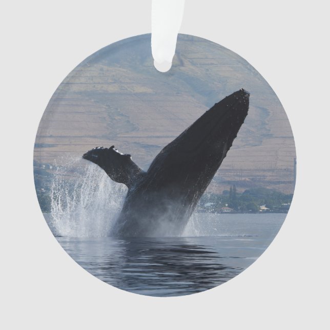 infraction de baleine de bosse (devant)