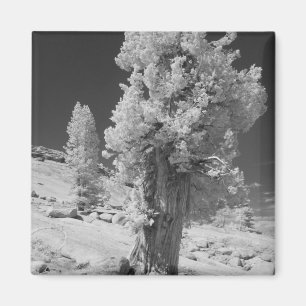 Infrared photo in East side of Yosemite National Magnet