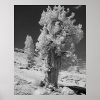Infrared photo in East side of Yosemite National
