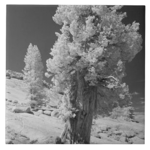 Infrared photo in East side of Yosemite National Tile