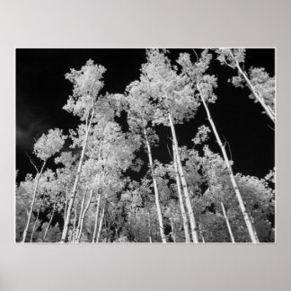 Infrared Poplar Tree Forest Poster