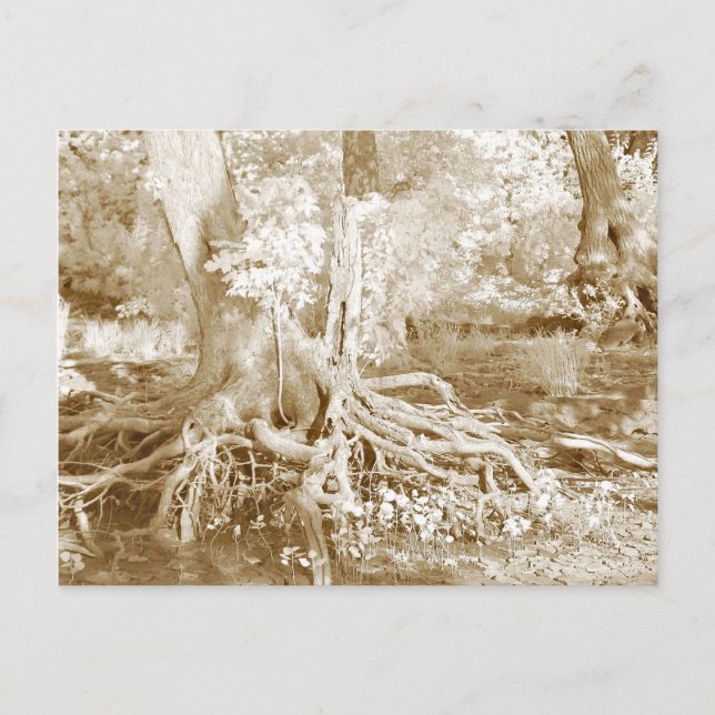 Infrared roots postcard (Front)