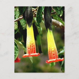 Ingapirca Inca ruins, Ecuador Postcard