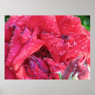 Ingrid Bergman Hybrid Tea Rose 038 Poster