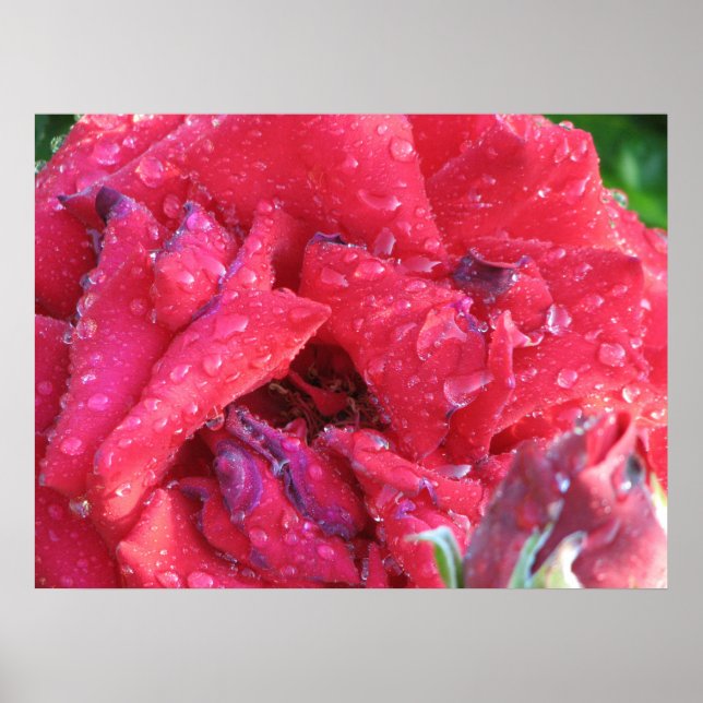 Ingrid Bergman Hybrid Tea Rose 038 Poster (Front)