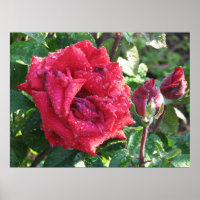 Ingrid Bergman Hybrid Tea Rose and Buds 036