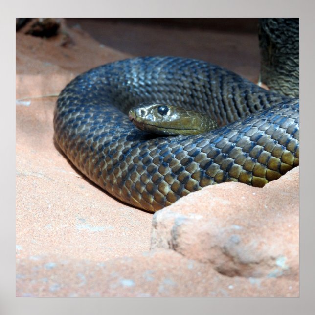 Inland Taipan Poster (Front)
