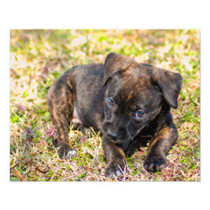 Innocent Brindle Puppy Photo Print