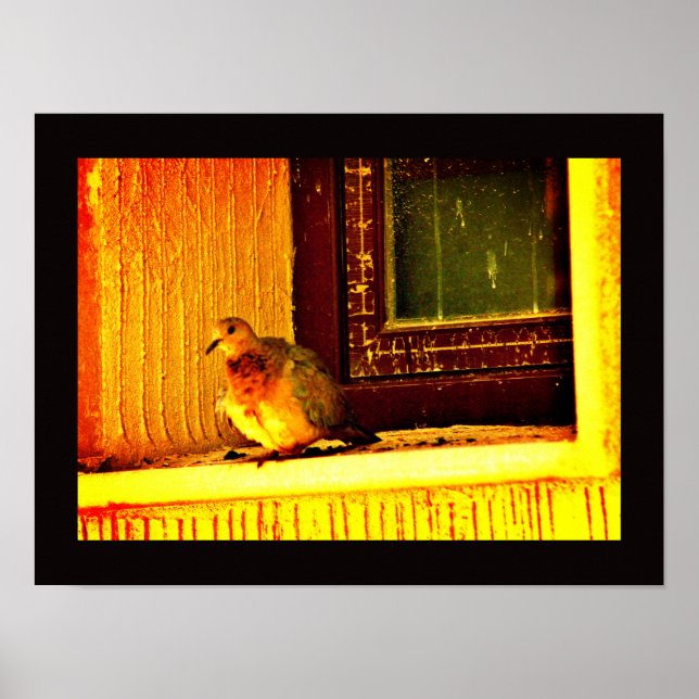 Innocent Dove Poster (Front)