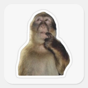 Innocent Monkey Meme Sticker