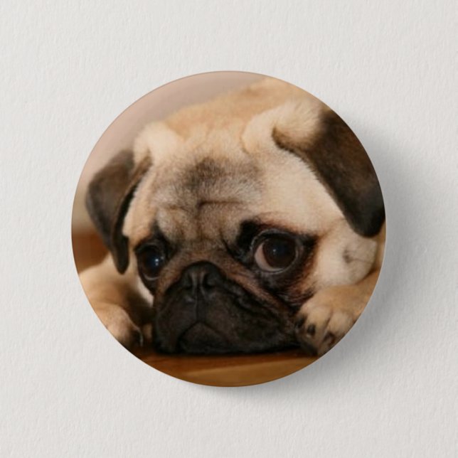 " Innocent " Pug 2 Inch Round Button (Front)