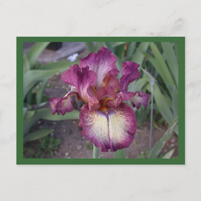 Innocent Star Postcard (Front)