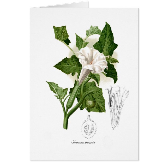 Inoxia de datura (Devant)