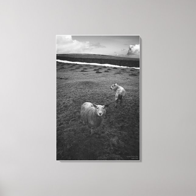 Inquisitive Dartmoor Sheep - Is that Ewe? Canvas Print (Front)