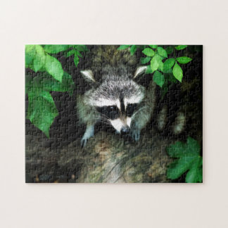 Inquisitive Raccoon in Bush Jigsaw Puzzle